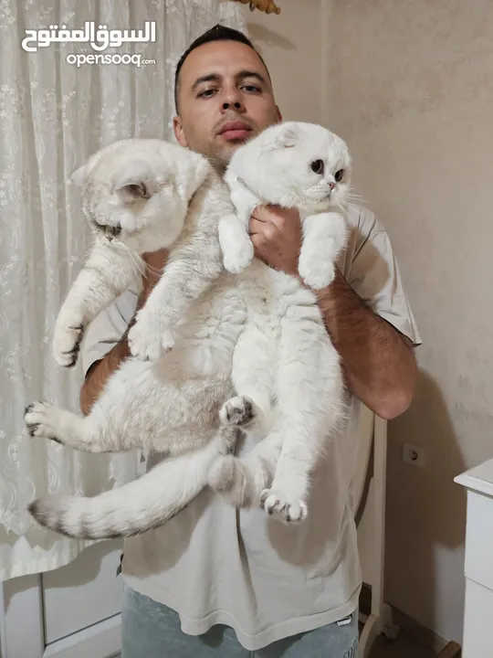 ذكر سكوتش استريت مسجل للتزاوج للبيع