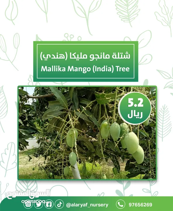 شتلات و أشجار المانجو المختلفة لدى مشتل الأرياف بأسعار مناسبة ومنافسة  mango tree