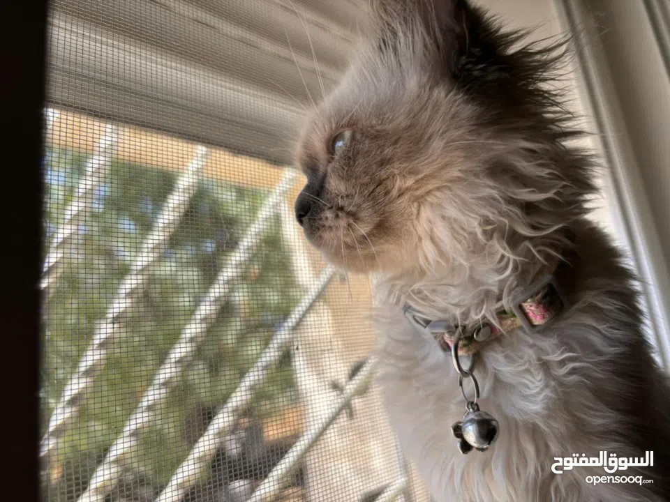 قطة هملايا انثى لتزاوج عمرها سنة