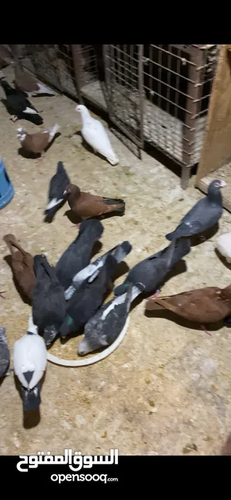 حمام أنواع جميع الأنواع حبات نظيفه صلاه النبي البيع كوم