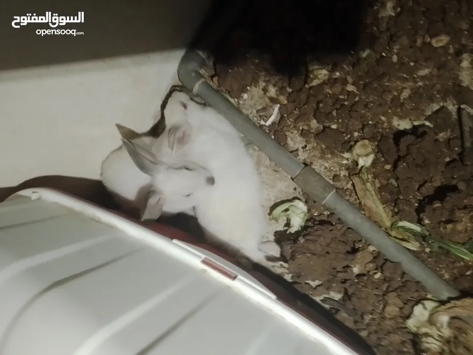 جوز أرانب فرنسيات10جاوا