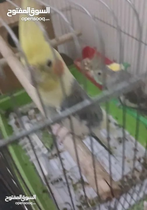 جوز كوكتيل للبيع مع قفص 4 معالف