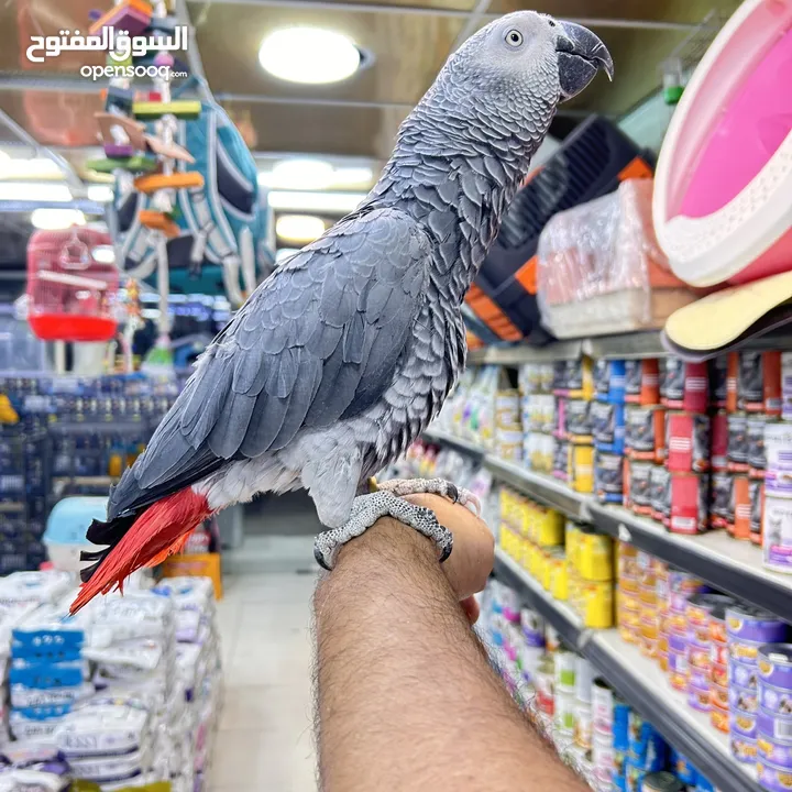 كاسكو مكاو كوكاتو امزون