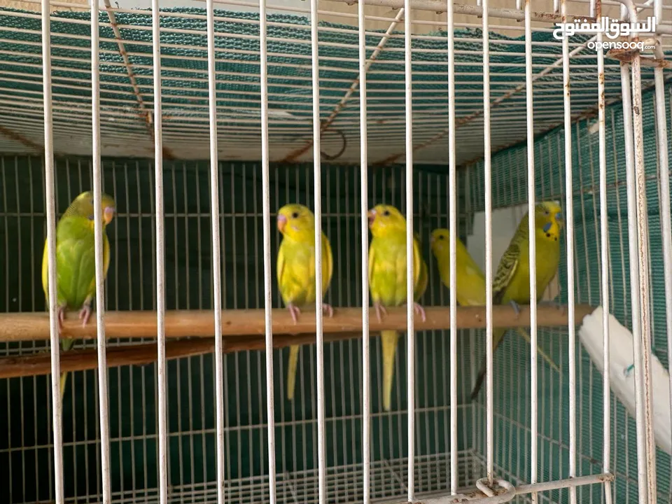 Lovebirds for sale