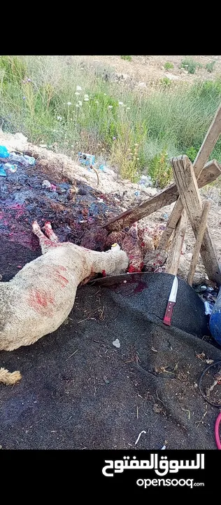 لحام متنقل لذبح العقائق والنذر والاضاحي داخل المنازل