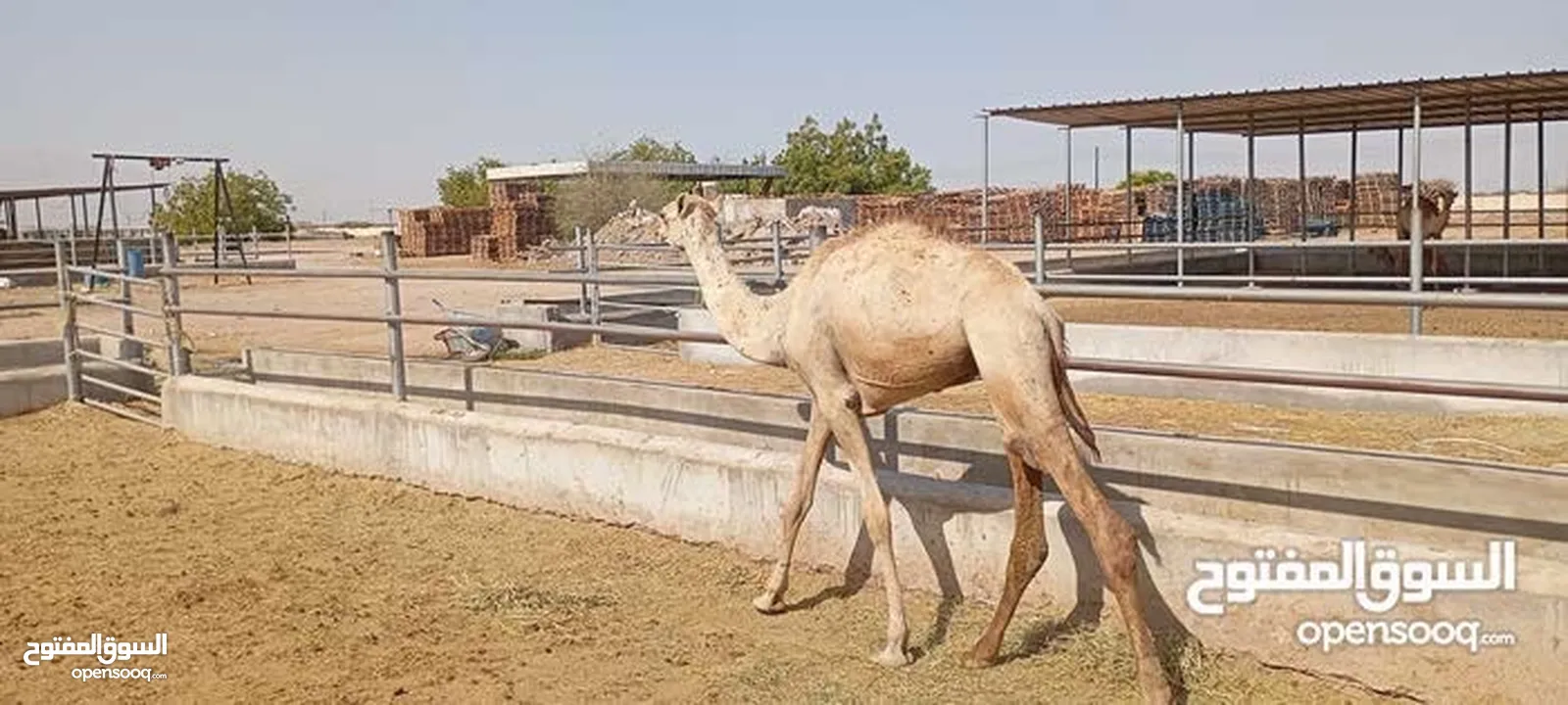 قعدان للبيع احجام طيبه فرصه للمشترين