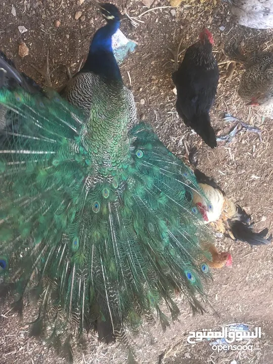 طاووس ذكرر