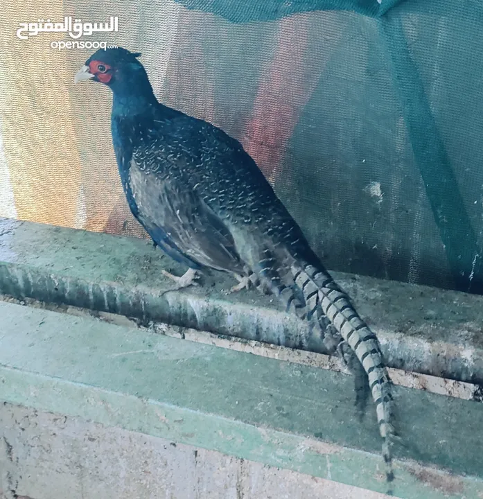 طائر الفيزن ذكر للبيع