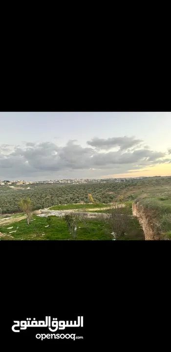 ارض للبيع في القصفة 11.500 دونم