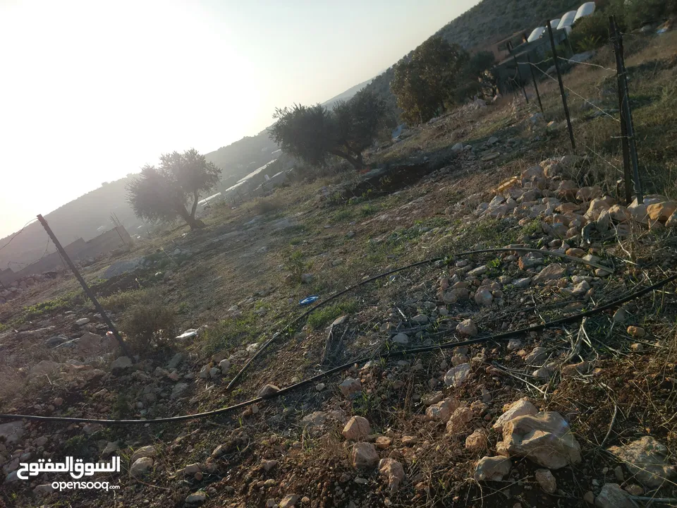 ارض على شارع رئسي بين الدير وأم التوت زيتون وللبناء جبلية وكاشفة