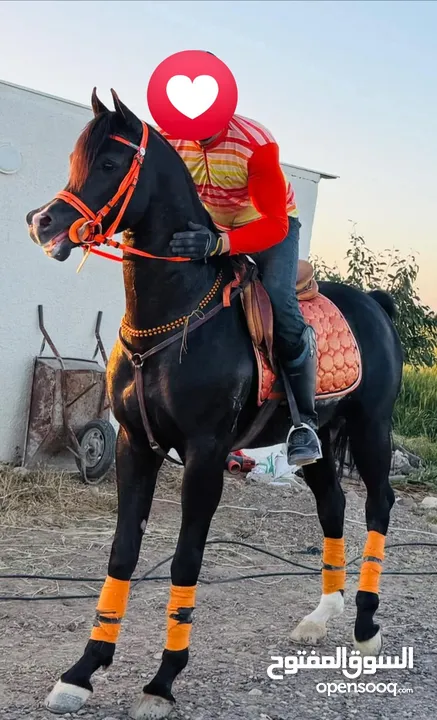 مطلوب مهر كويس