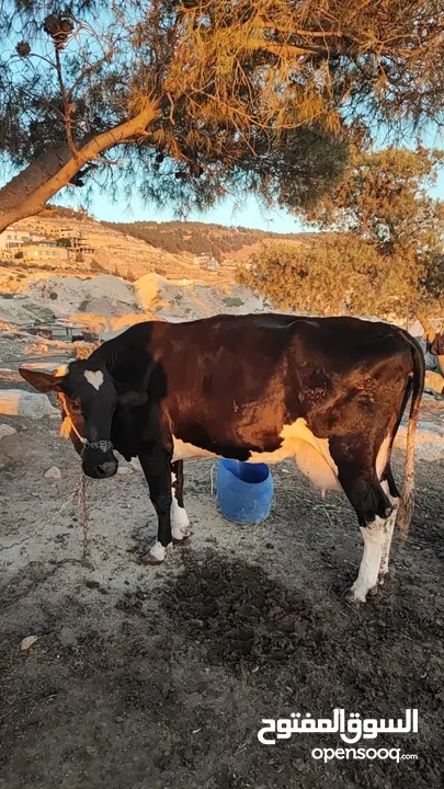 بقر لخم ام  ثالت