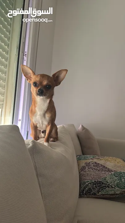 تشواوا ذكر Chihuahua male 10 months