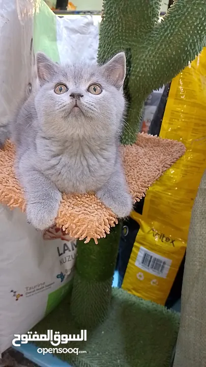 British Shorthair