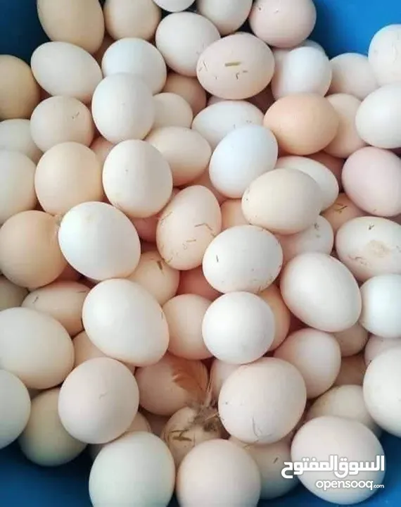 بيض بلدي طازة