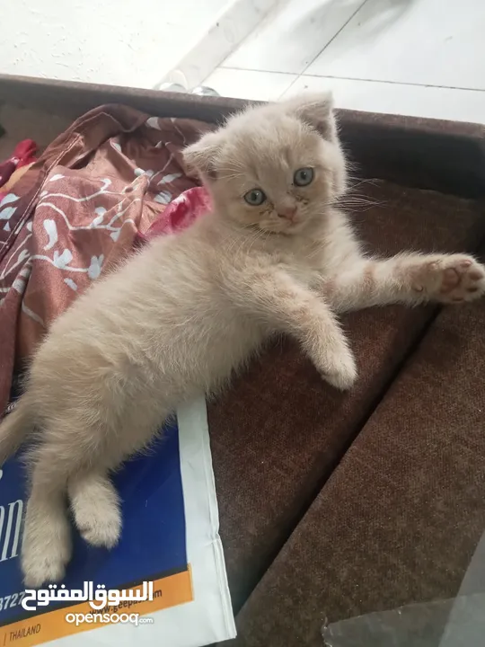 British Shorthair 2 months