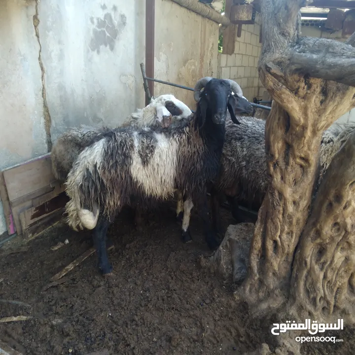 كبشين للبيع و قرقوره