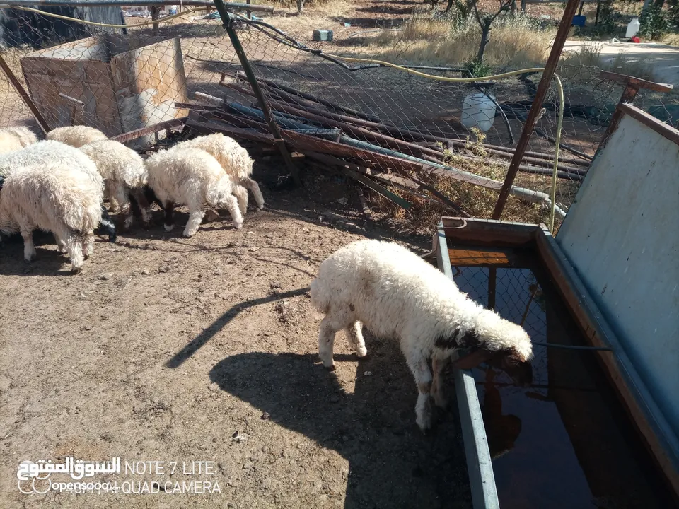 عبر العدد 10 أعمار ثلاث شهور  شكل و لون وسر طيب تسمم غذائي عبر عز المقنوي و الربط من نصيب الشراي