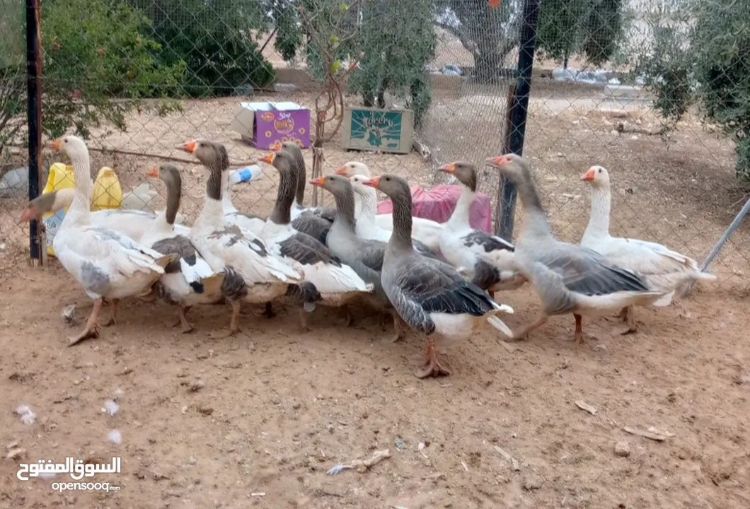 وز سوبر جامبو وجاج كوشن ومصوف