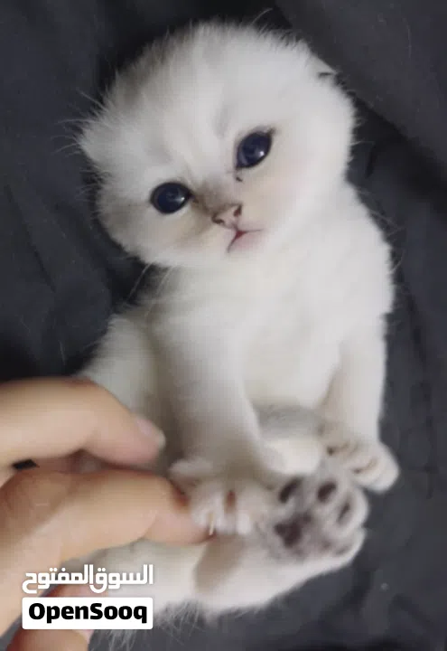 Pure Scottish/ بيور سكوتش