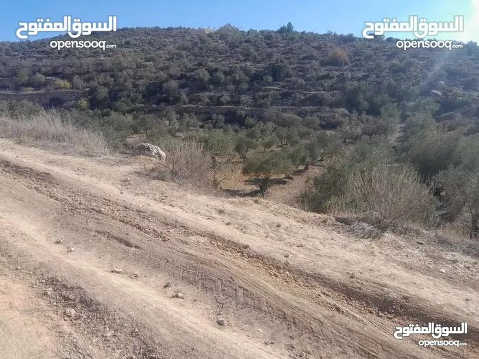 ارض للبيع في صوريف - خلة ابو سليمان