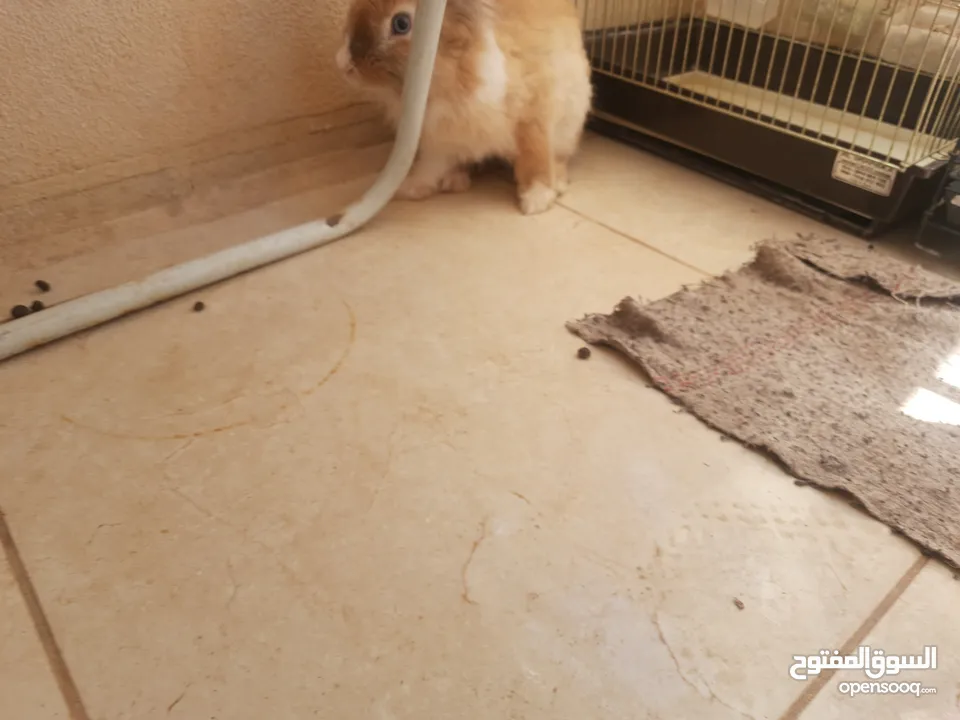 ارانب  lion head ذكور نوعهم راس الاسد Rabbits