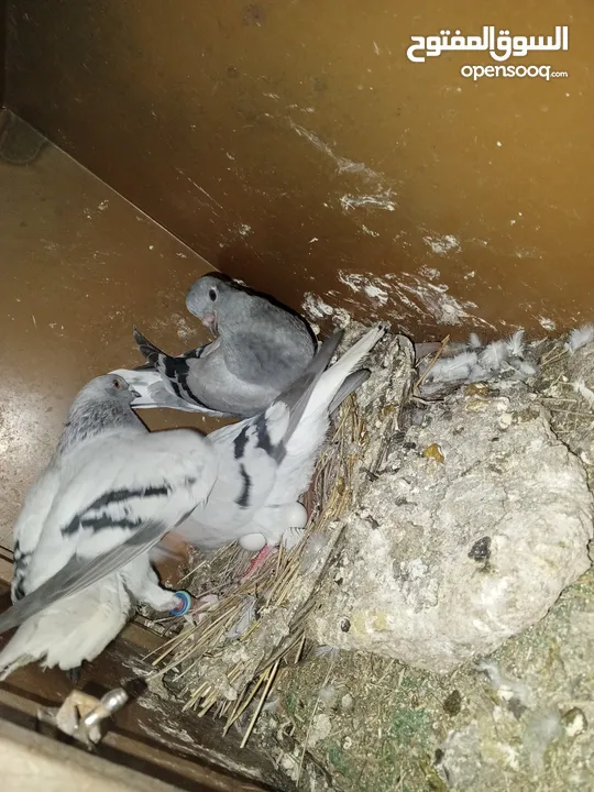 خم حمام اللبيع عشر جواز