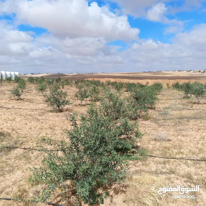 ارض للبيع  في الجميل أم رصاص    دنوم 8بسعر مغري