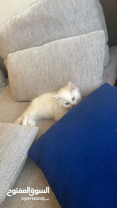 Pure Ragdoll Flame Point Kittens