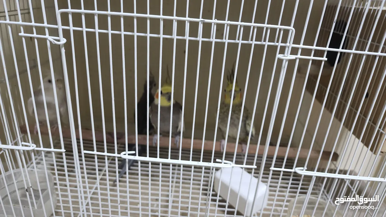 cockatiels breeding pairs