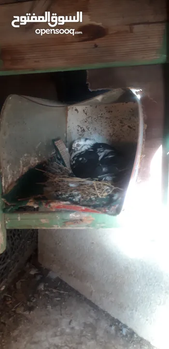 طيرة سكسفونية للبدل بلدي