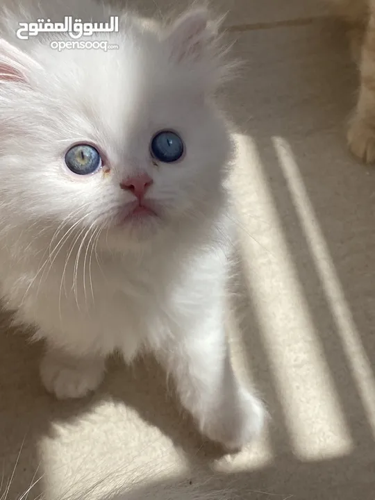 قطط Kitten