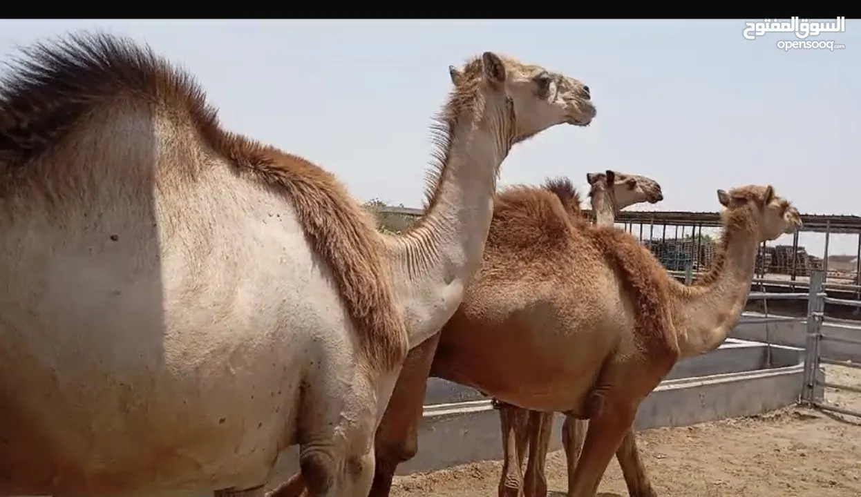 وصول دفعه جديده من حشوان الجنوب لدى مزرعه قرن الكبش