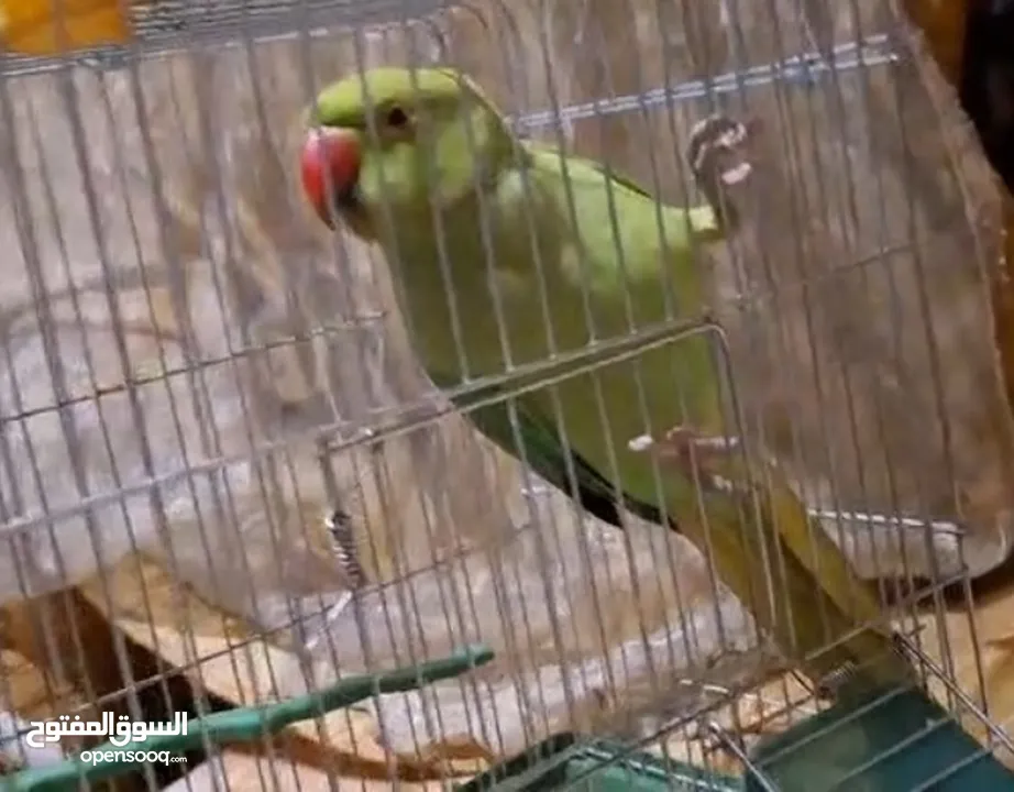ببغاء دره مطوق