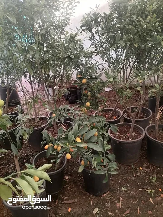 زراعة الحدائق