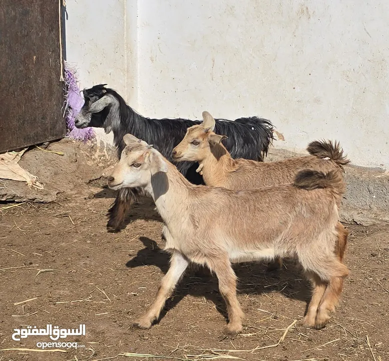 جدي وسخلات هنتين صحتهن ممتازه ما شاء الله عليهن ع 45 اخر ف الرأس بالجمله وتنقي ع 50