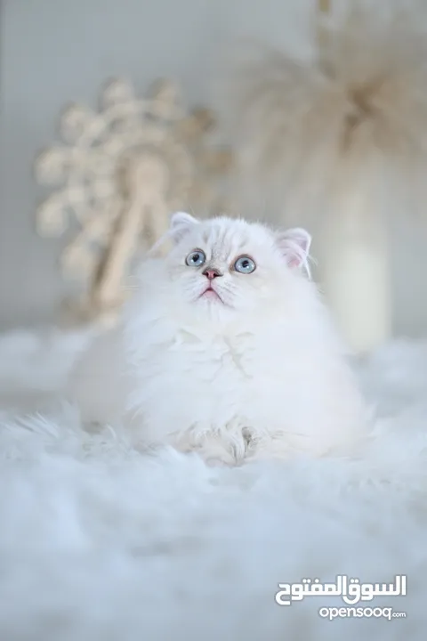 Scottish British shorthair longhair kittens British shorthair Scottish fold kittens Scottish