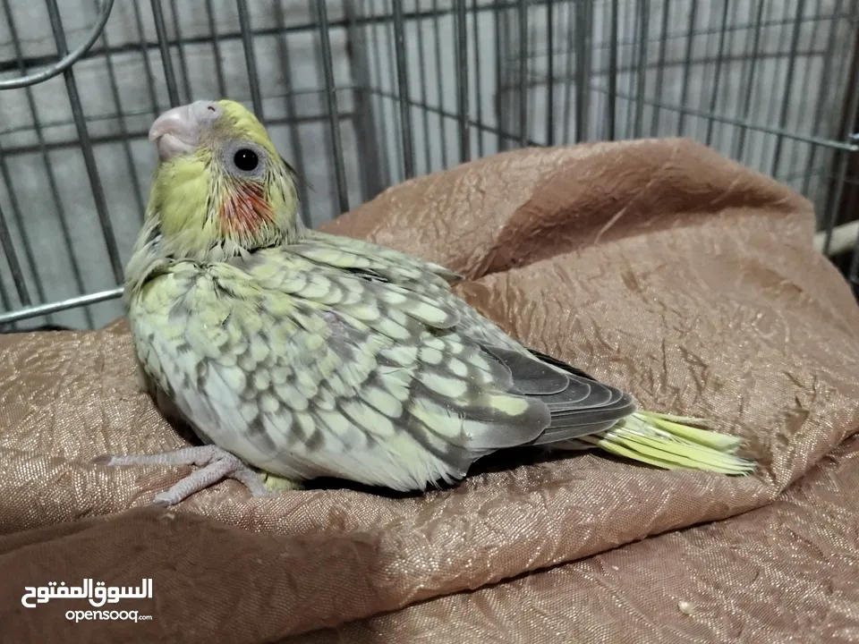 فرخ كوكتيل ايزابيل للزق اليدوي