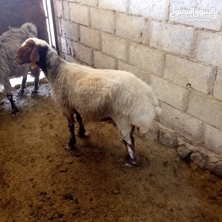 نعجه اضحيه