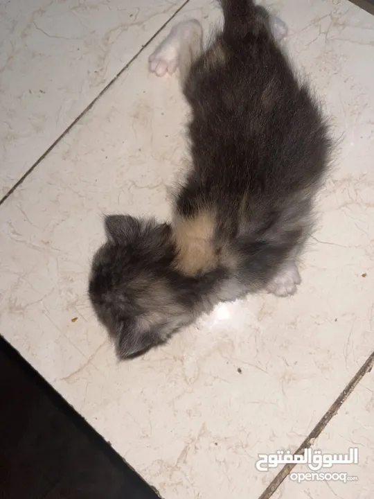 جميل العبادي