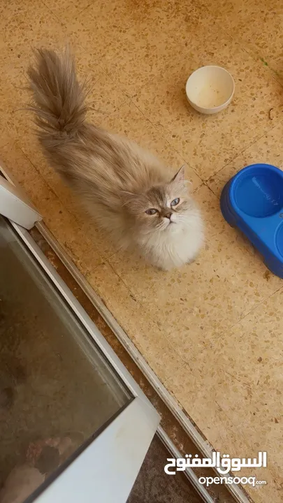 هملايا بلو بسعر مغري