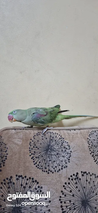 متوة نثية نيبالية أليفة ومتكلمة