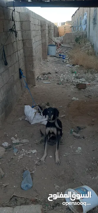 اناث سلق و هاسكي اقراء الوصف