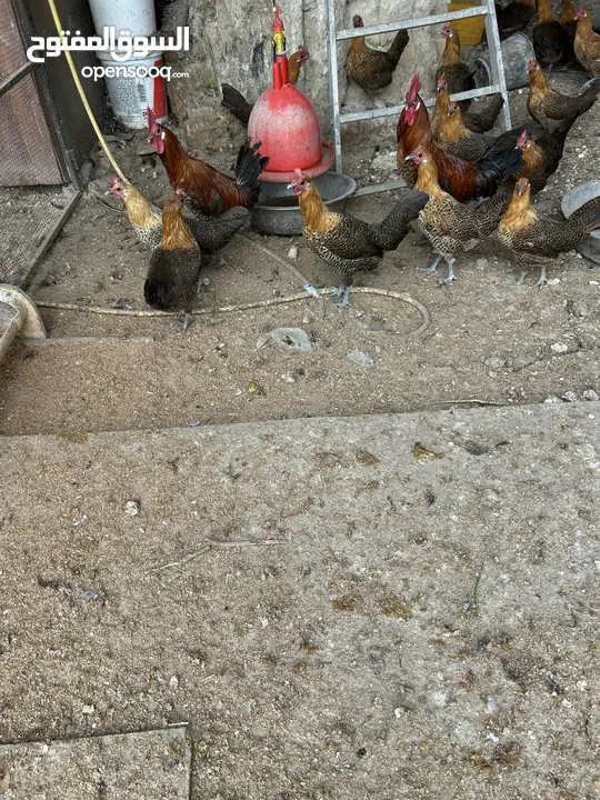 دجاج برهومي
