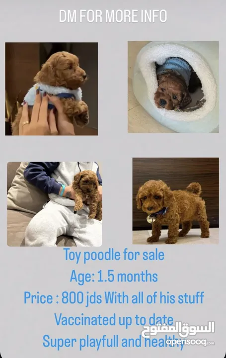 Toy poodle cup extra small توي بودل