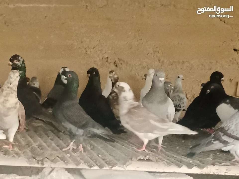 انواع حمام مشكلة للبيع