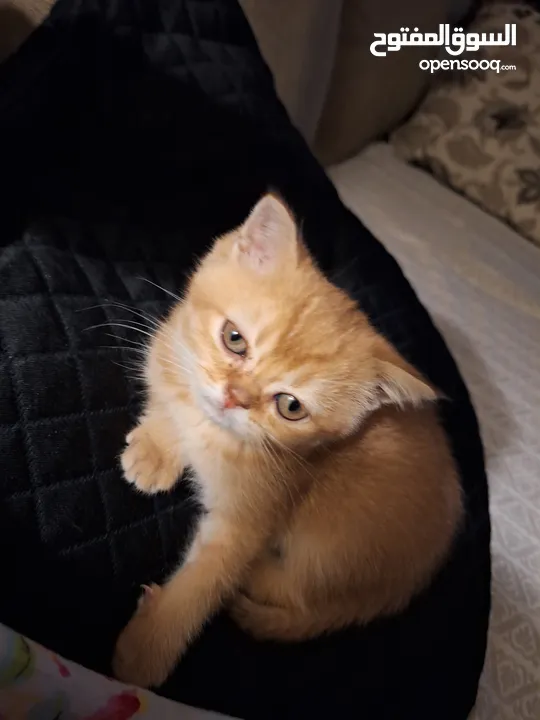 kittens for sale 60 days old    Scottish.