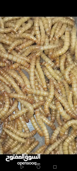 يرقات دود القبابي حي ميلوورم mealworm غذاء ممتاز بروتين حيواني لا يسبب التشحيم للطيور والاسمام