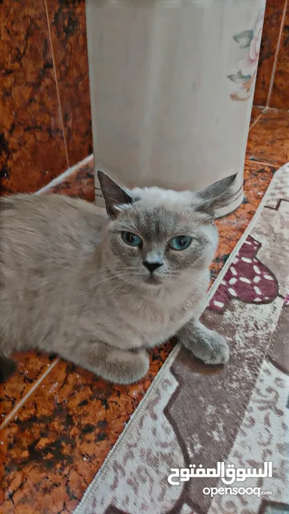 قطط هامالايا بيور شانشيلا عمر 60يوم