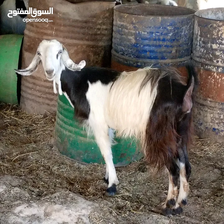 بسم الله ماشاء الله 14 راس غنم من ضمنهم شعريتين وتيس وعنزه وراها توم جدايه